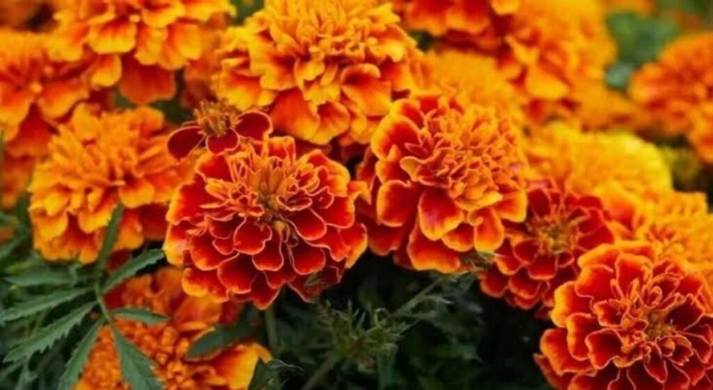 Marigold plant Hacks in Hindi